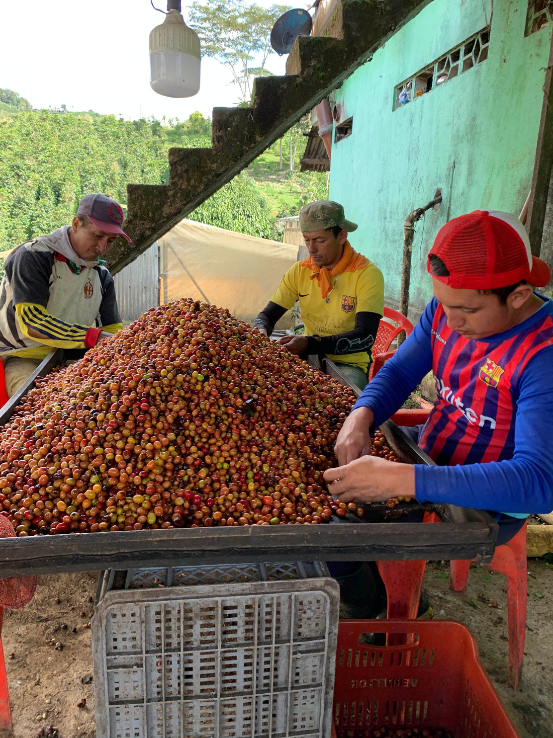 Colombia New Crop 発売開始