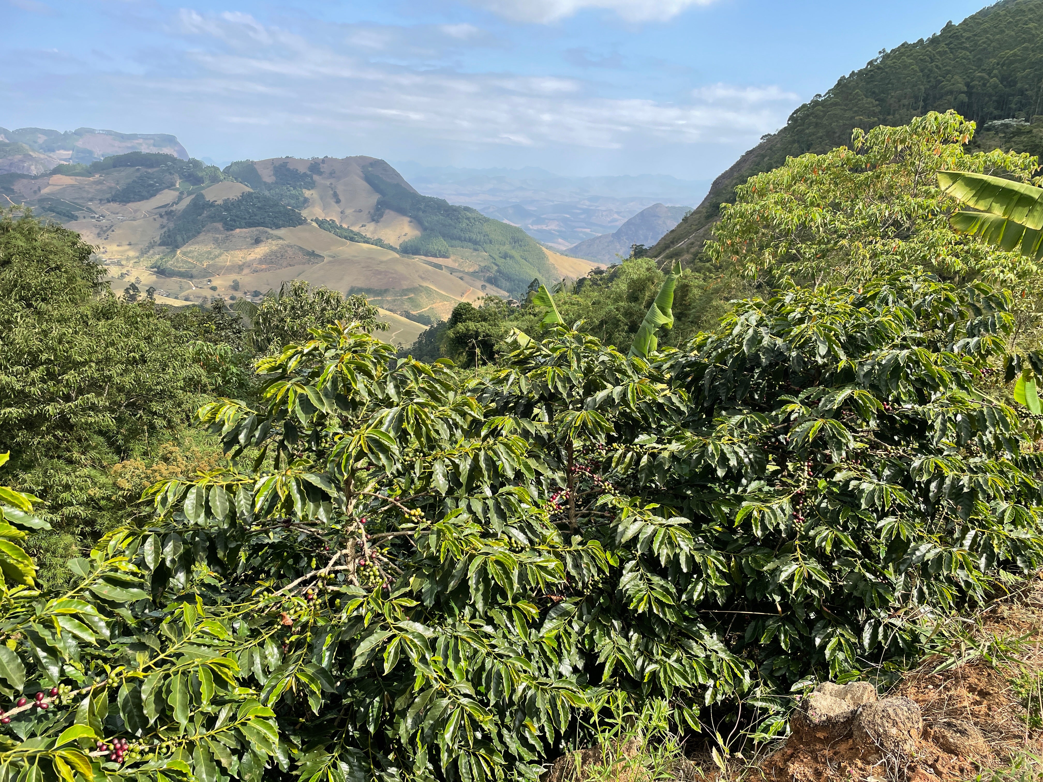 【エスピリトサントのテロワールとは？】Marciano Tomazini - Catucai785 - Pulped Natural <6kg～>