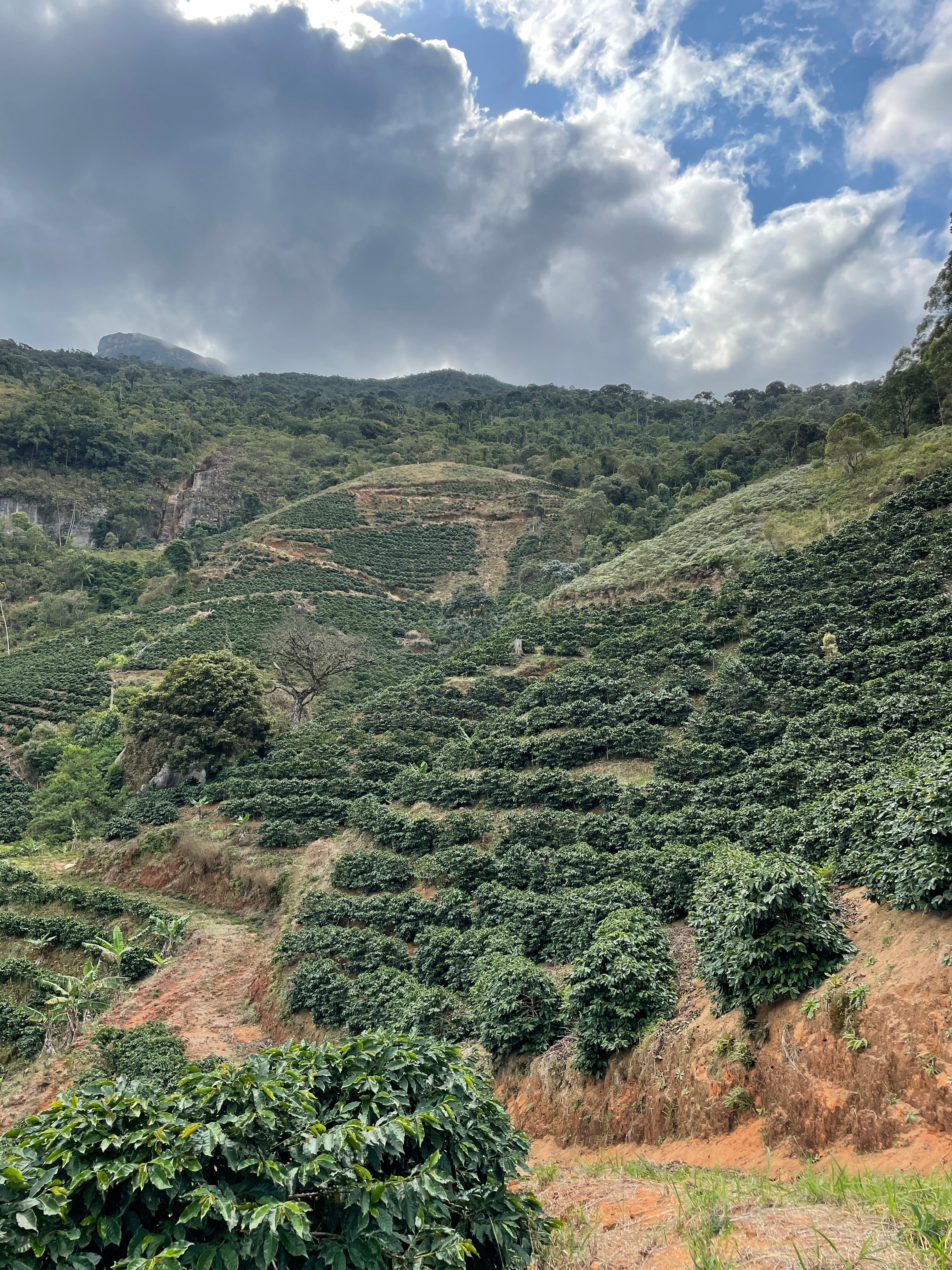 【エスピリトサントのテロワールとは？】Marciano Tomazini - Catucai785 - Pulped Natural <6kg～>