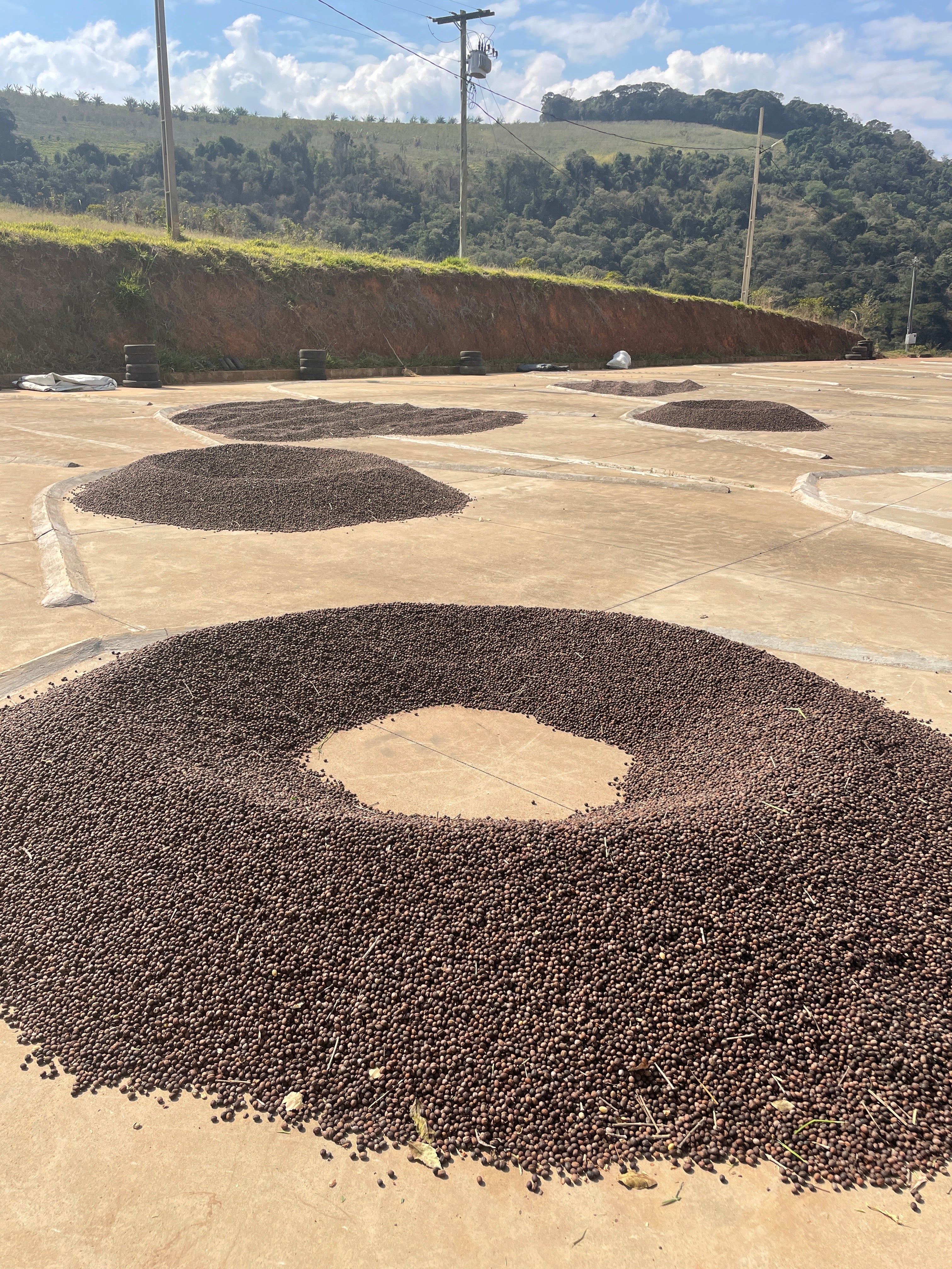 【樹上乾燥独特の甘み】Brazil - Um Familiy - Yellow Bourbon - Natural Boia <6kg～>