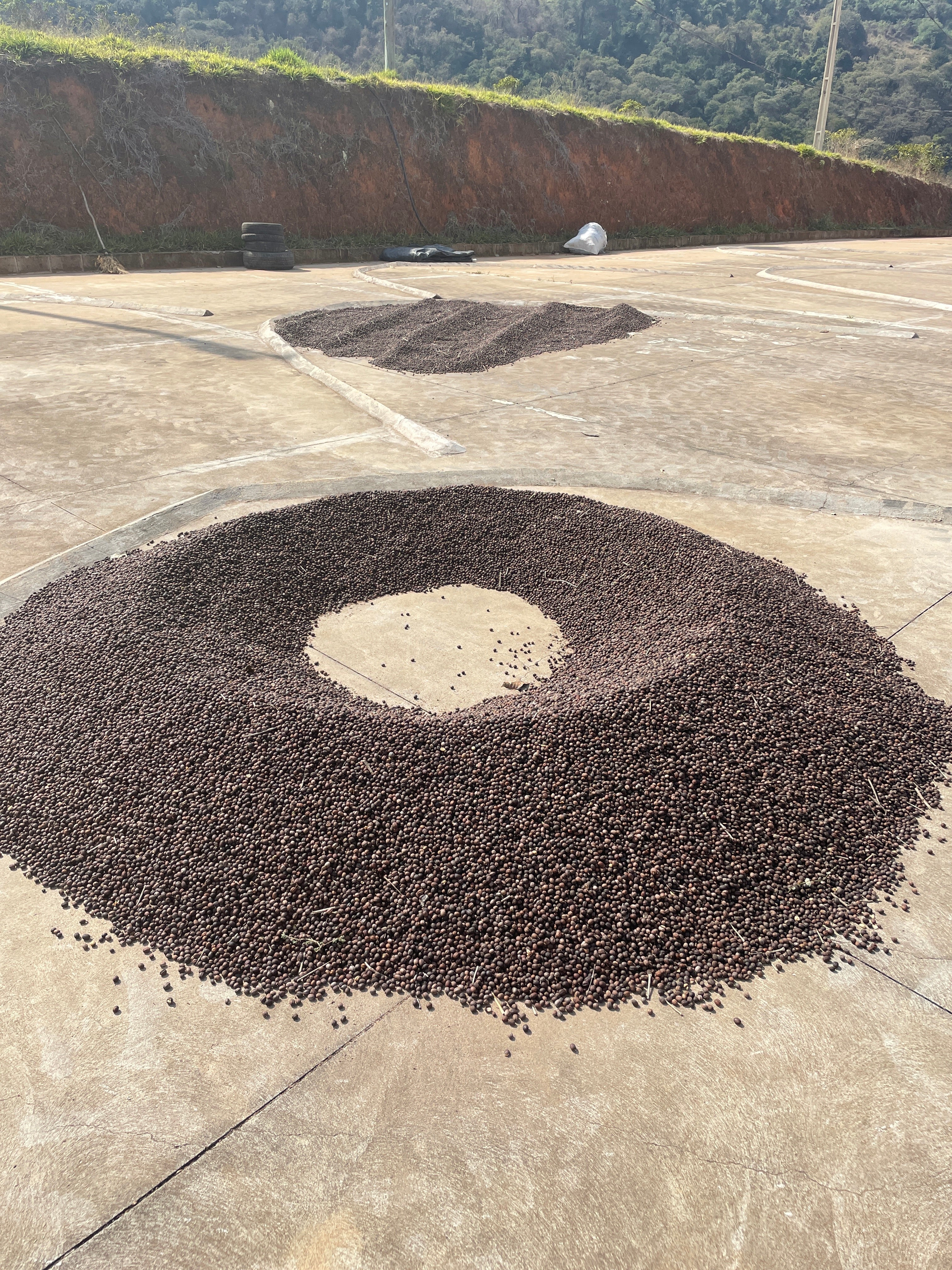 【NEW】Brazil - Um Familiy - Mundo Novo - Natural <5kg>