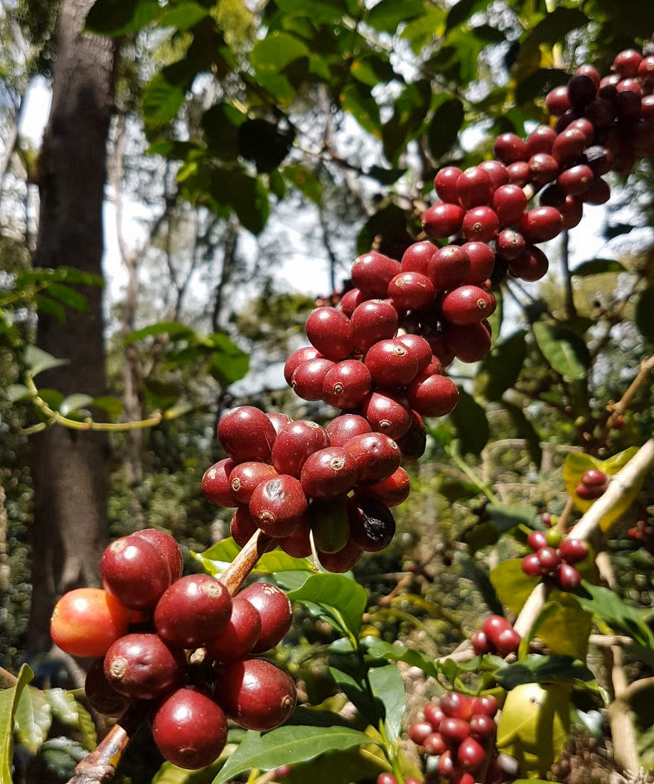【裏シュハリシリーズ③】Panama - Abu - Geisha - Lot2660 - Washed <1kg~>
