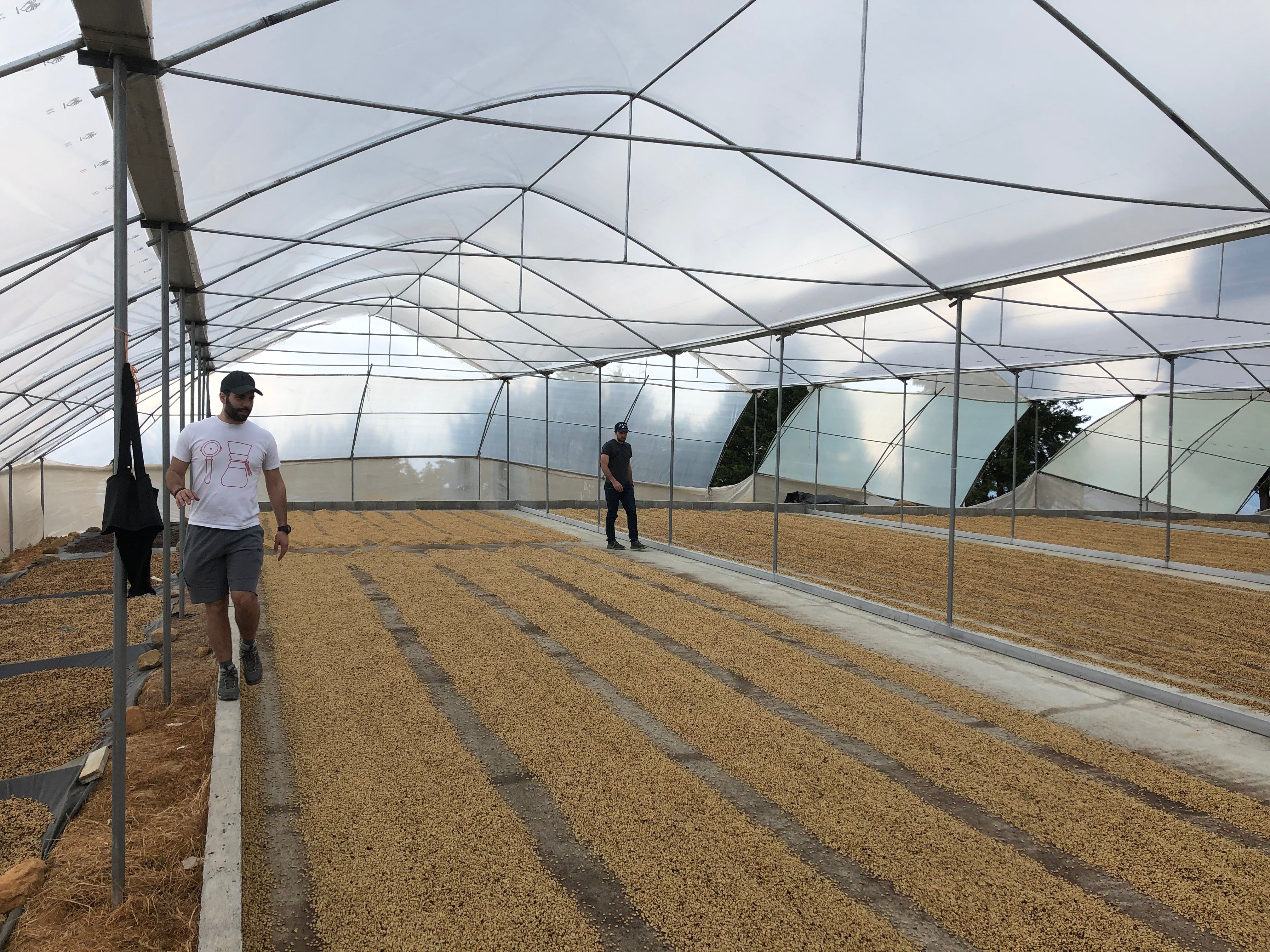 【去年焙煎の大会で提供】 Costa Rica - Roger Urena – Santa Teresa 2000 - Lot Cedral #11 - Catuai – White Honey<6kg～>