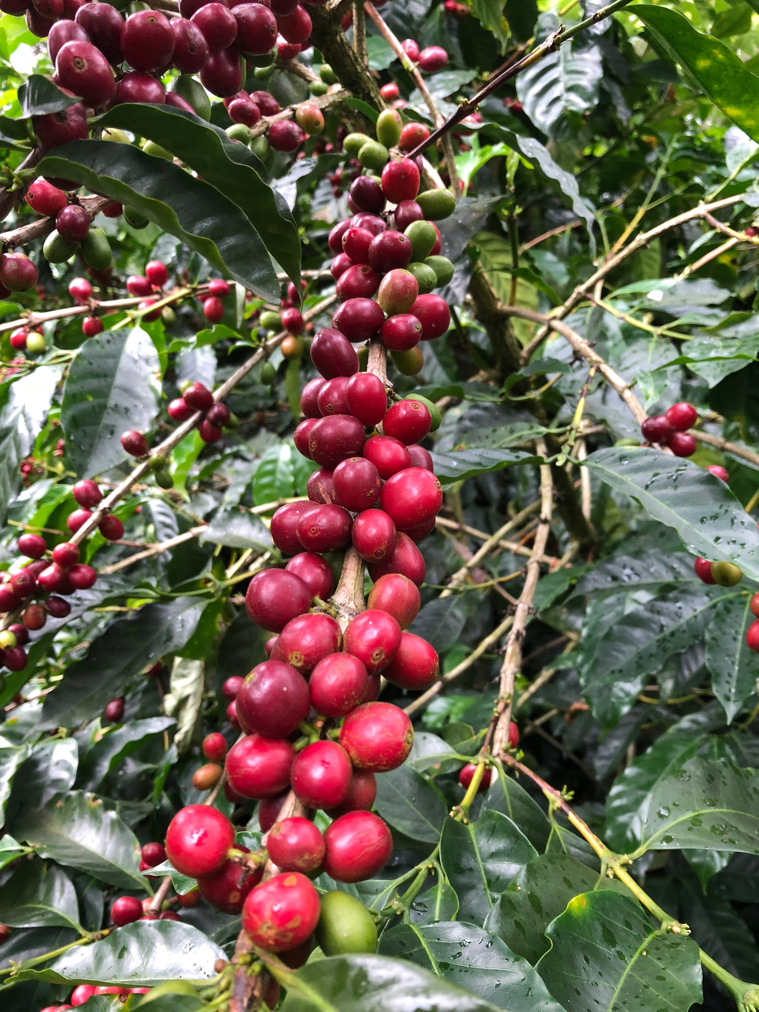 【今期最高スコアゲイシャ】Costa Rica - Johel Monge Naranjo - Hacienda San Isidro Labrador - Geisha - Red Honey <3kg～>