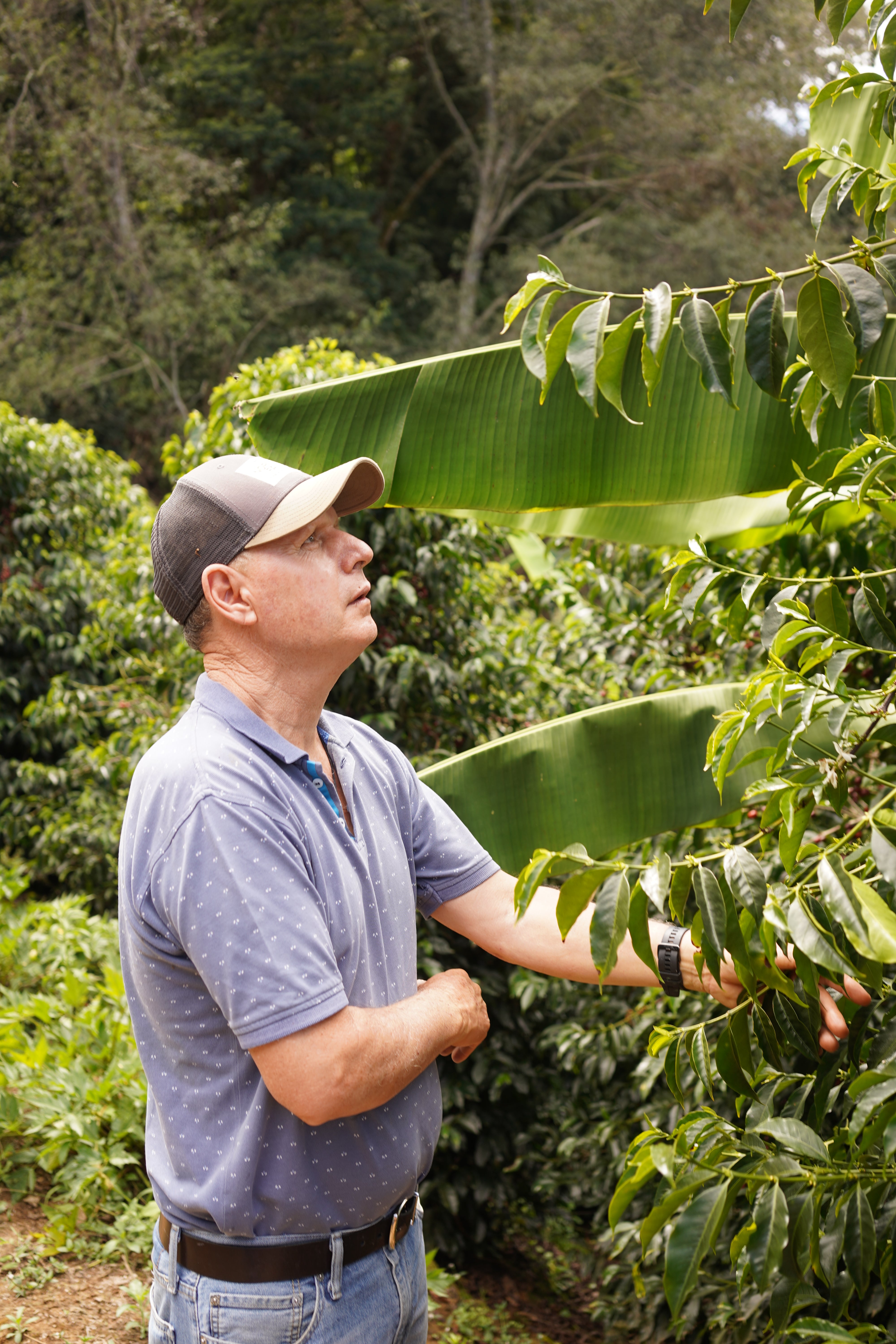 【卸でも人気のIvanさんのハニー】 Costa Rica - Ivan Gutierrez – Quebrada Grande - Catuai – Honey<6kg～>