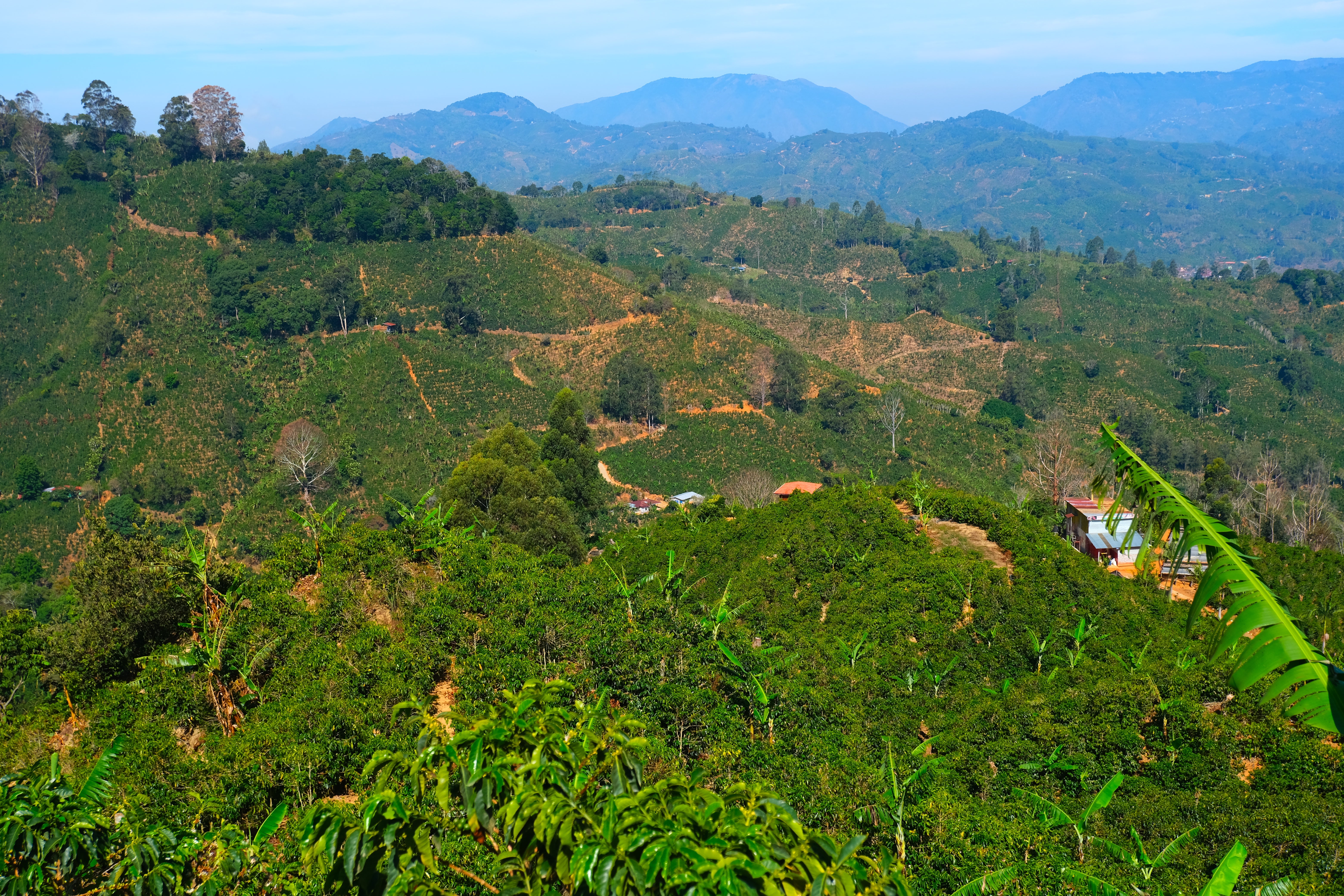 Sold Out【人気農園の注目品種ロット】Costa Rica - Carlos Montero - Don Eli – Typica Mejorado – Honey<6kg>