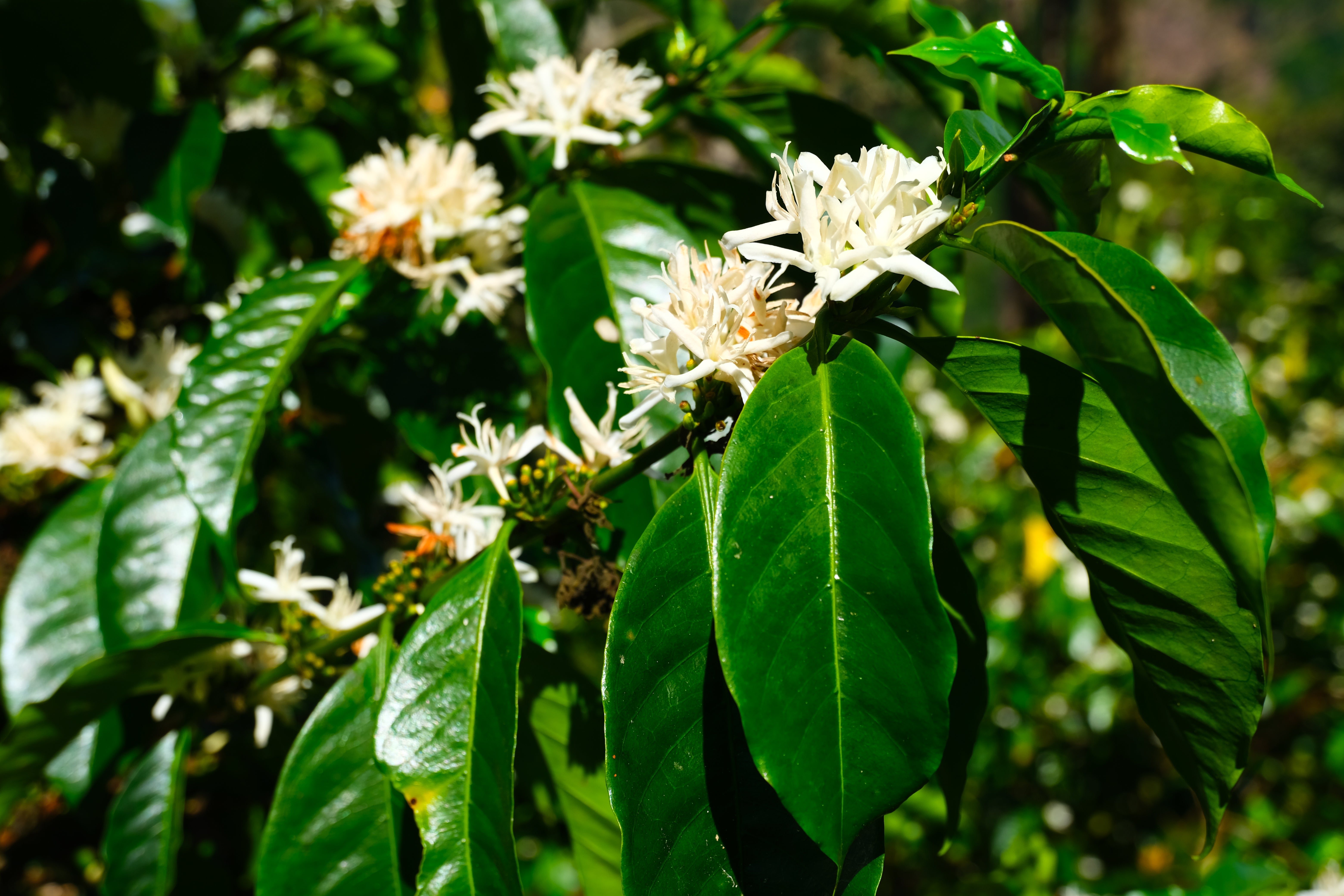 Sold Out【人気農園の注目品種ロット】Costa Rica - Carlos Montero - Don Eli – Typica Mejorado – Honey<6kg>