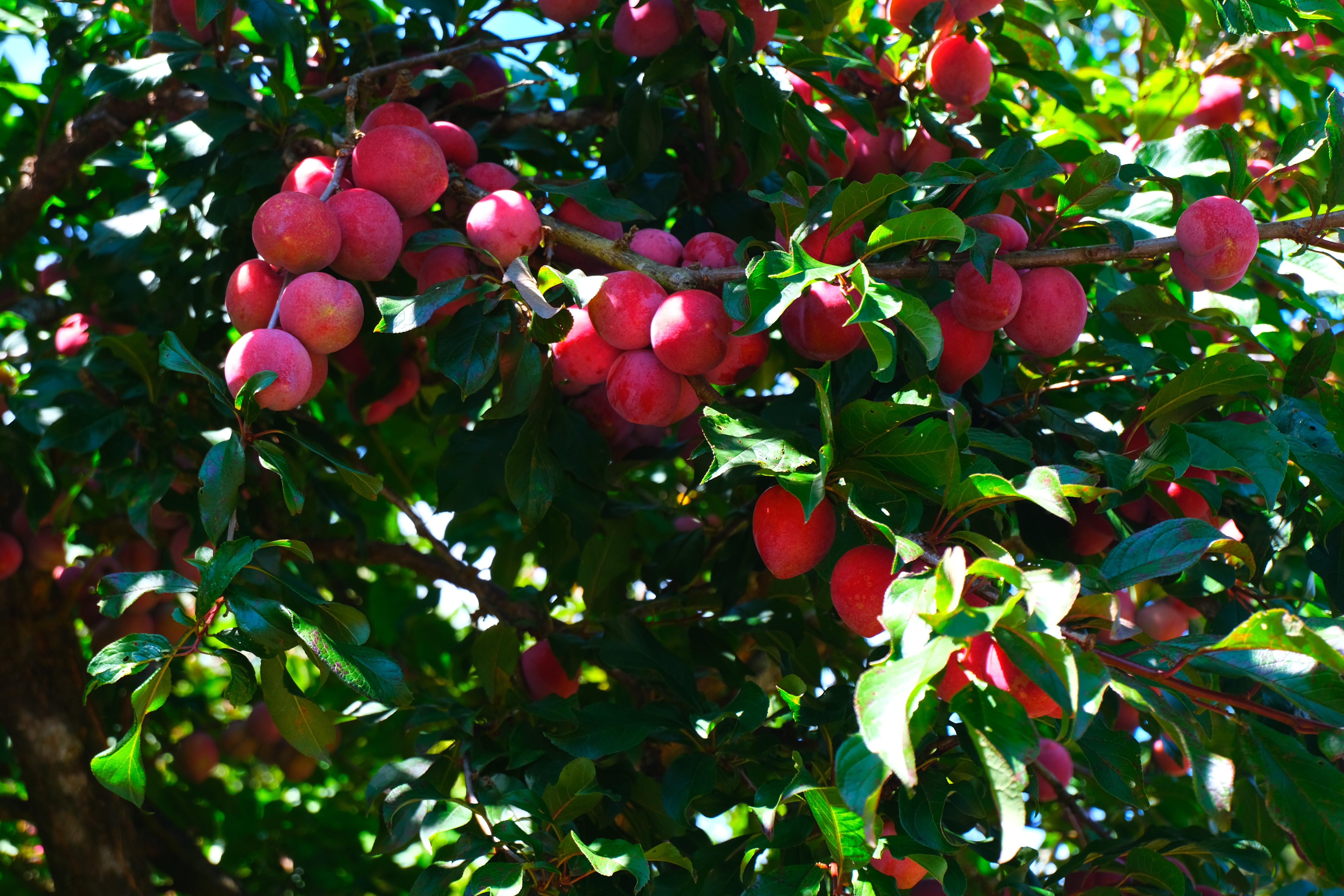 【フローラル＋乳酸】Costa Rica - Carlos Montero - Don Eli – Finca Manzanal – Catuai – White Honey<6kg>