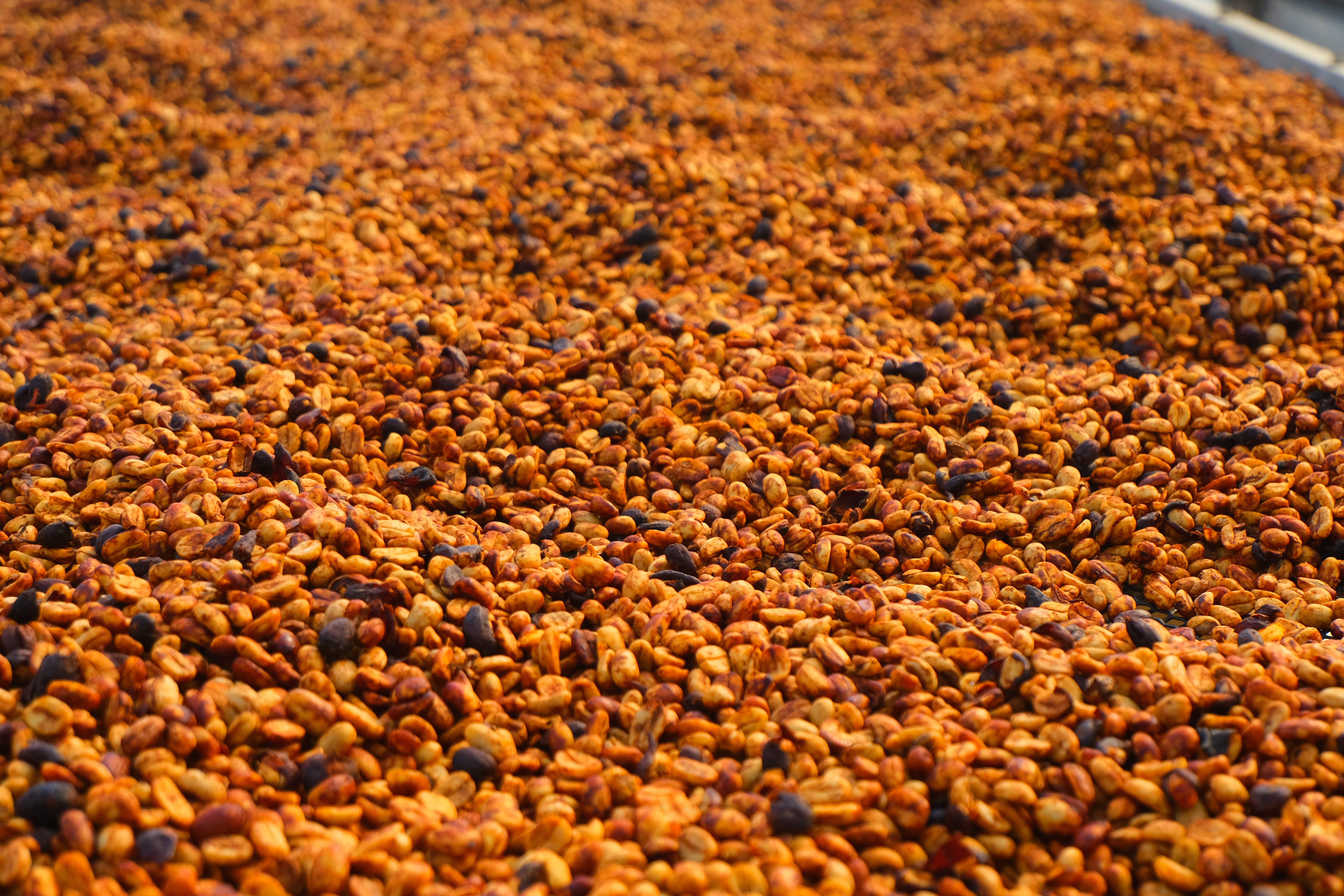 【超絶きれいなゲイシャレッドハニー】Costa Rica - Roger Urena – Santa Teresa 2000 - Lot Copey1-M - Geisha – Red Honey<3kg>