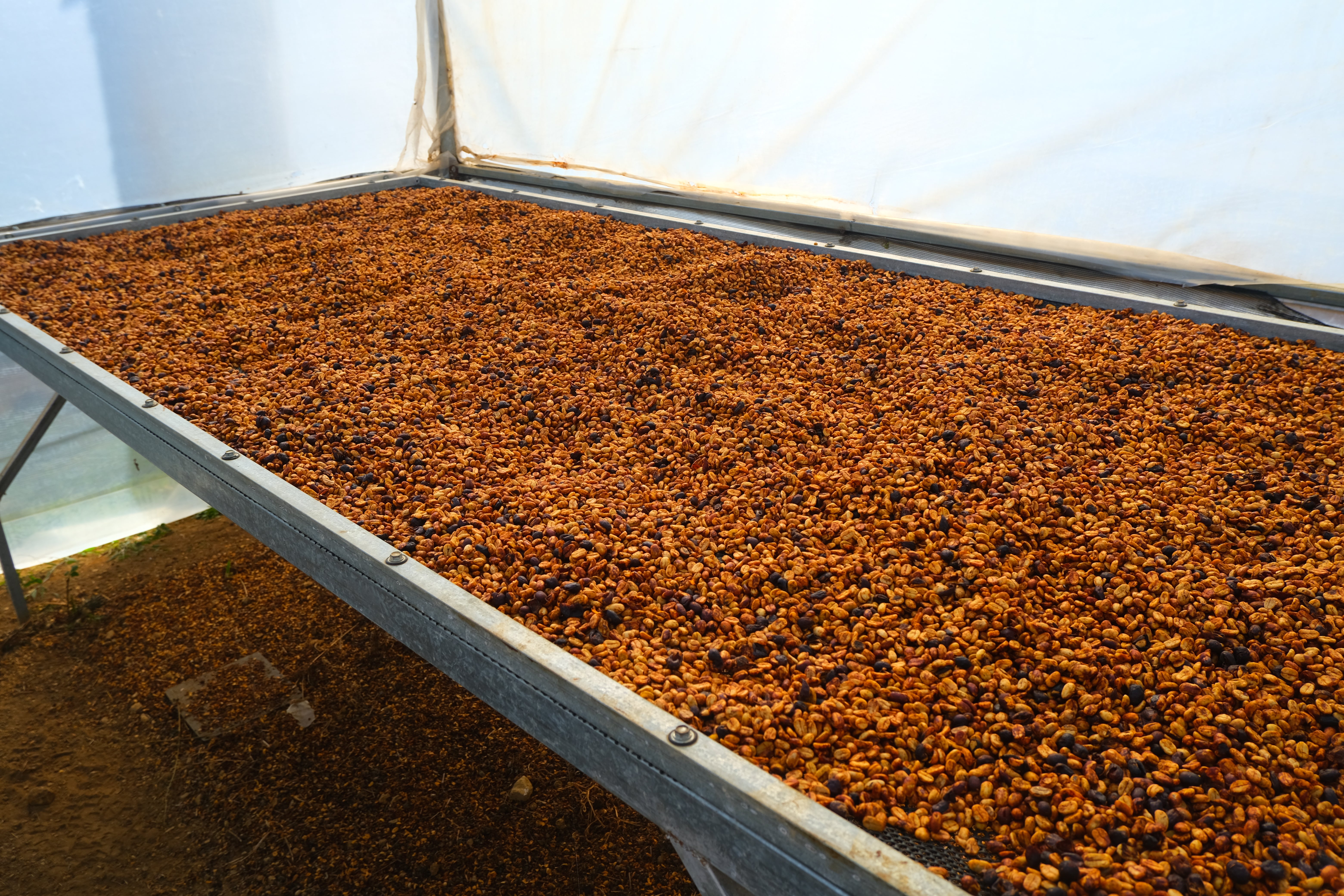 【ブラインドで飲むとケニア】Costa Rica - Roger Urena – Santa Teresa 2000 - Lot Beto #2 - SL28 – White Honey<3kg～>