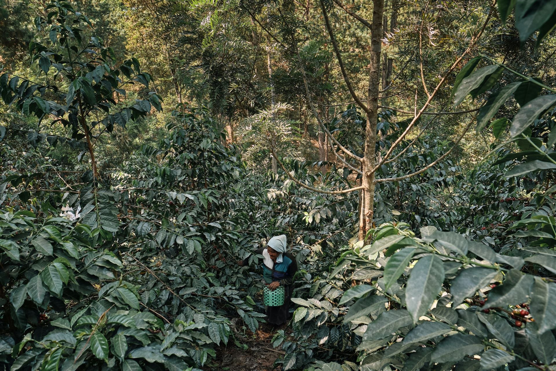 【これが有名農園の実力】Honduras - Marysabel Caballero y Moises - Geisha Lot Laguna - Fully Washed<3kg~>
