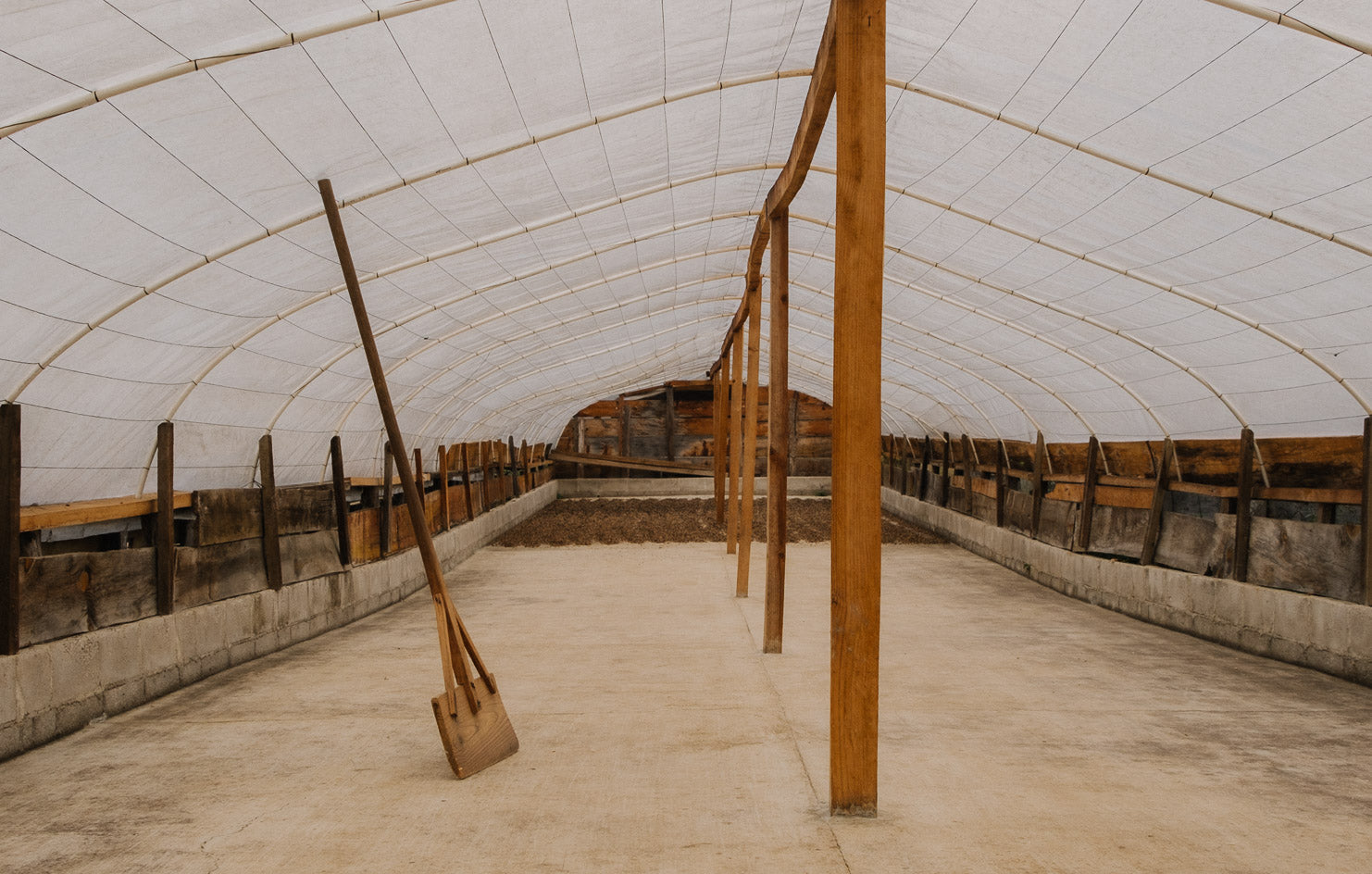 【去年も人気だったテオさんゲイシャ】Guatemala - Teodoro Engelhardt - Geisha - Fully Washed<3kg～>