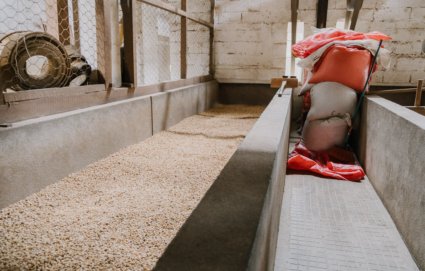 【去年も人気だったテオさんゲイシャ】Guatemala - Teodoro Engelhardt - Geisha - Fully Washed<3kg～>