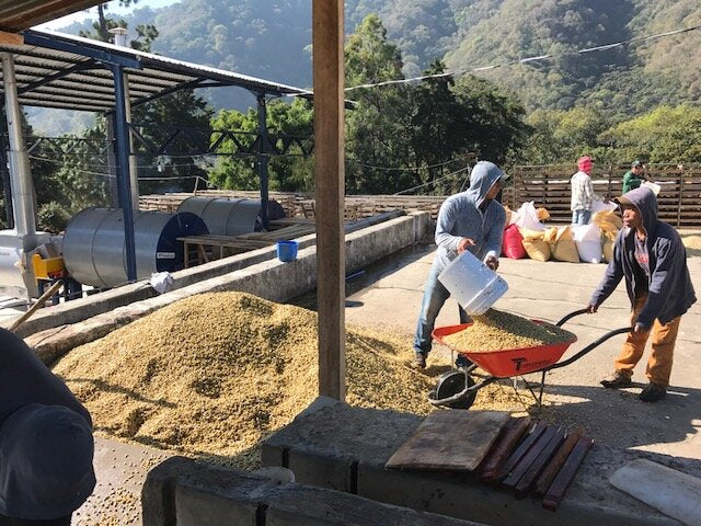 【NEW】Guatemala - Javier Cabrera - Geisha - Fully Washed<3kg~>