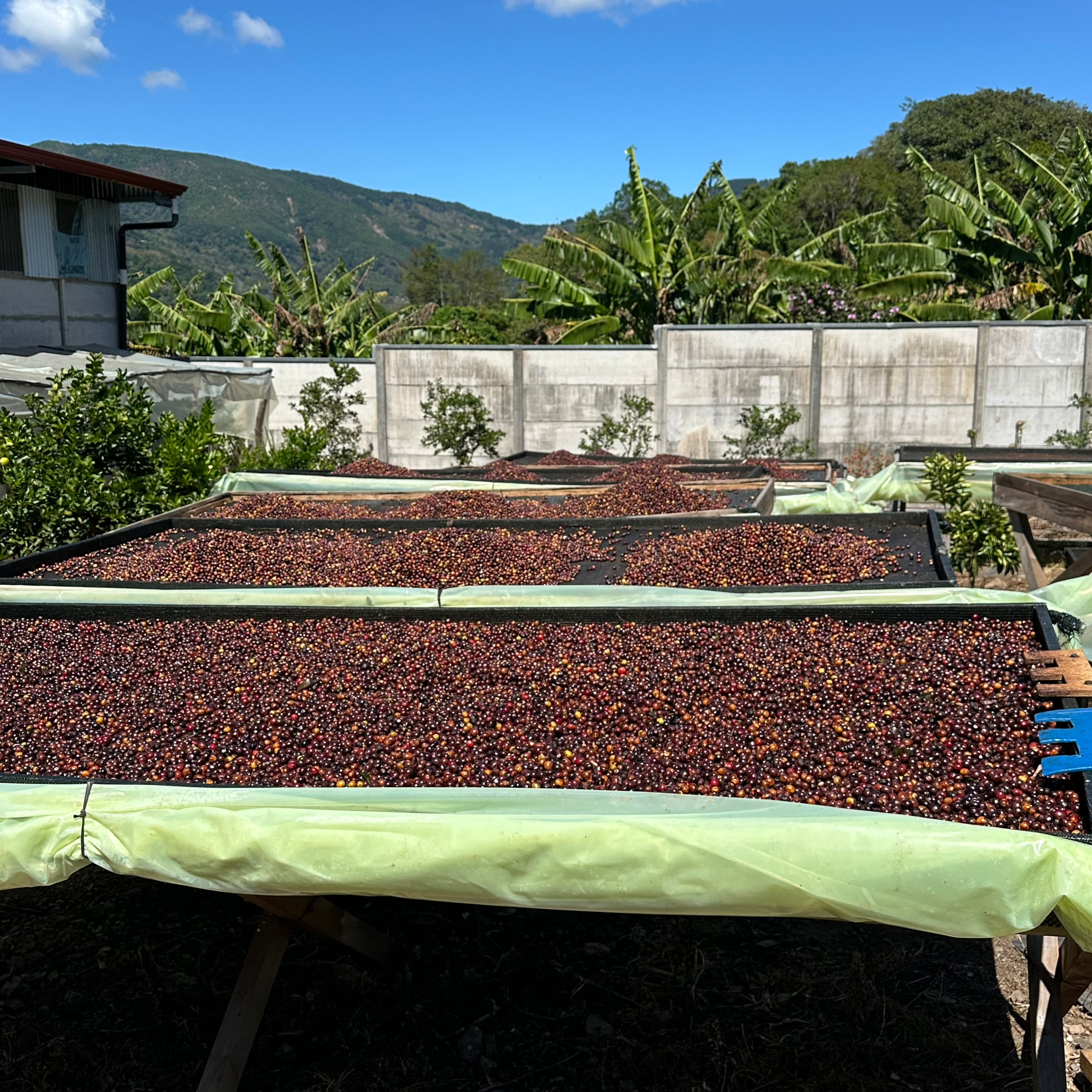 【去年も大人気だったティピカナチュラル】Costa Rica - Diego Armando Madrigal – Los Madrigal - Typica - Natural<3kg～>