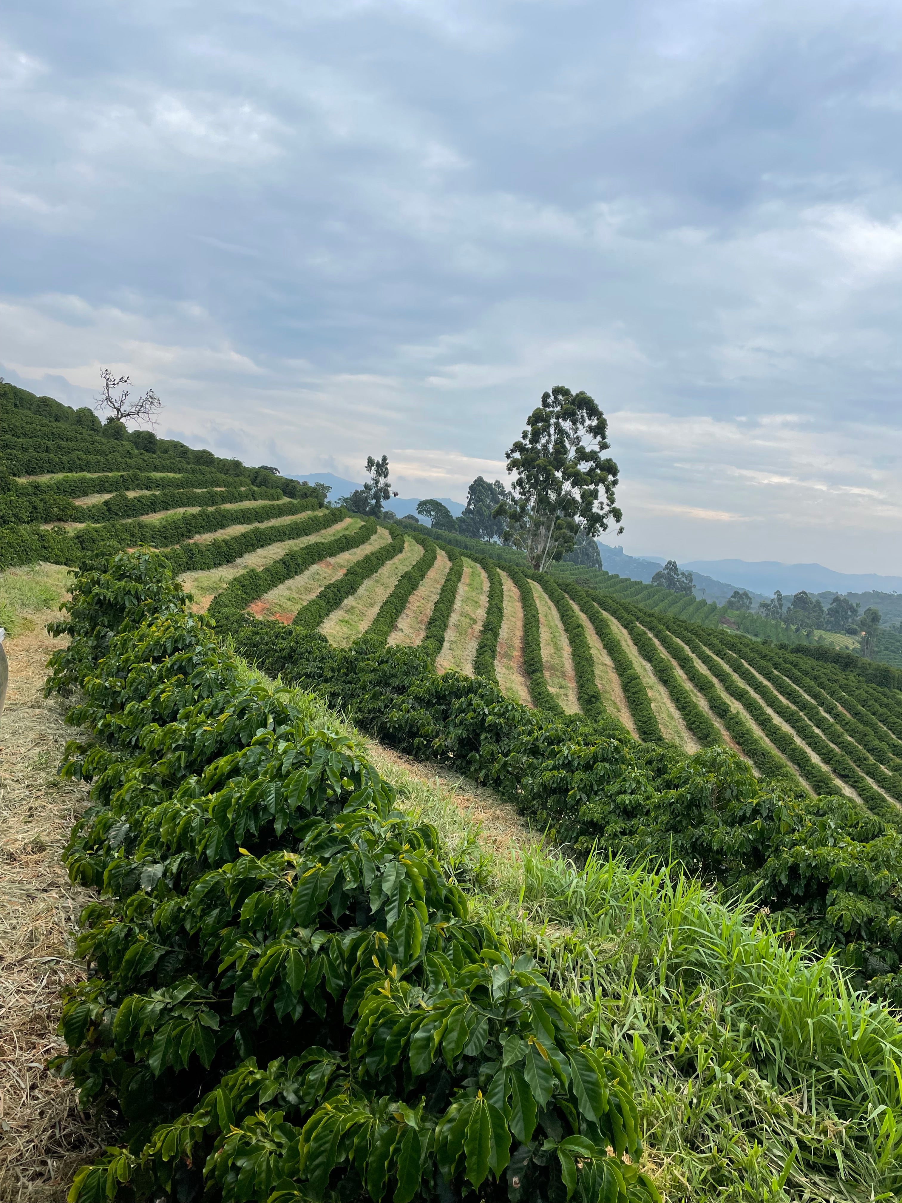 【NEW】Brazil - Caio Pereira - Yellow Catucai - Pulped Natural <5kg>