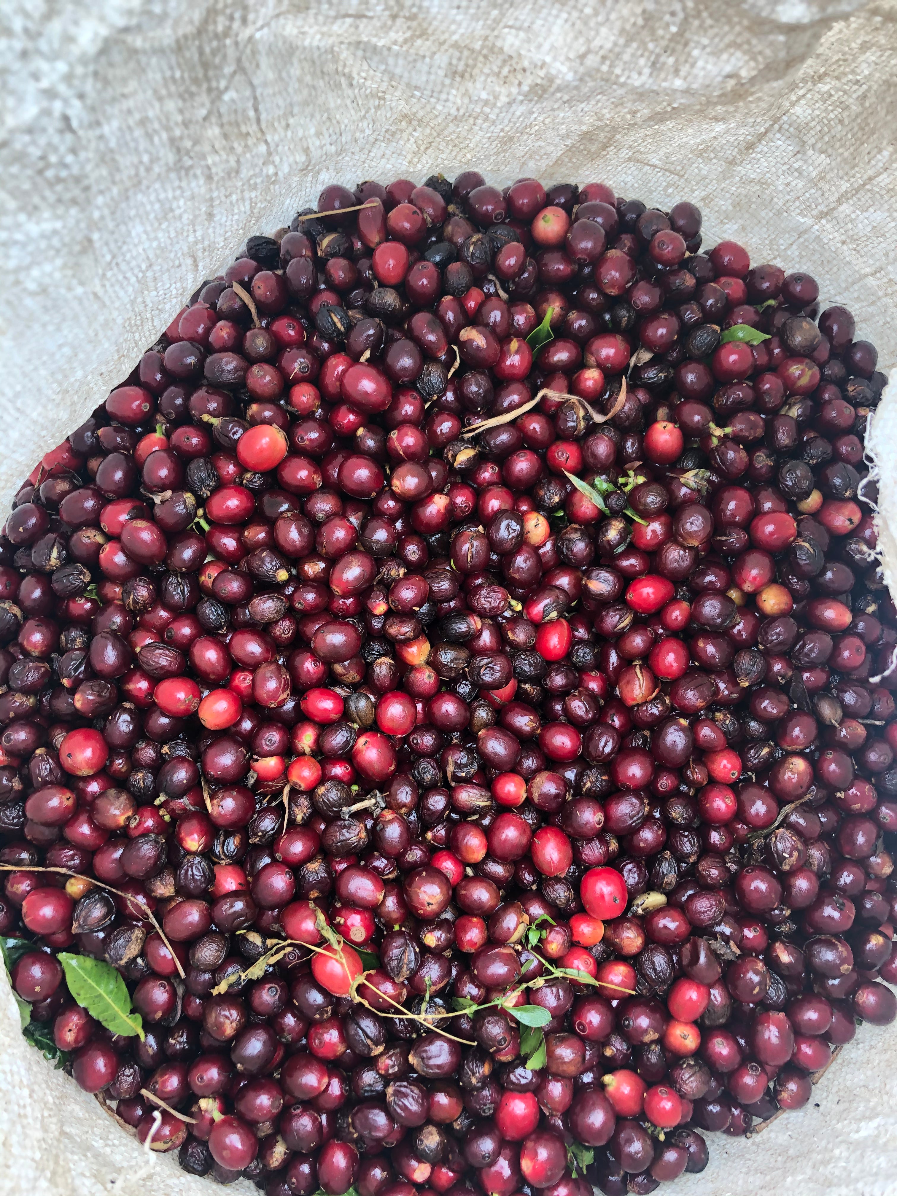 【Sold out  乳酸＋ピーチのようなナチュラル】Costa Rica - Steven Vargas - Don Sabino – Typica – Natural<6kg～>
