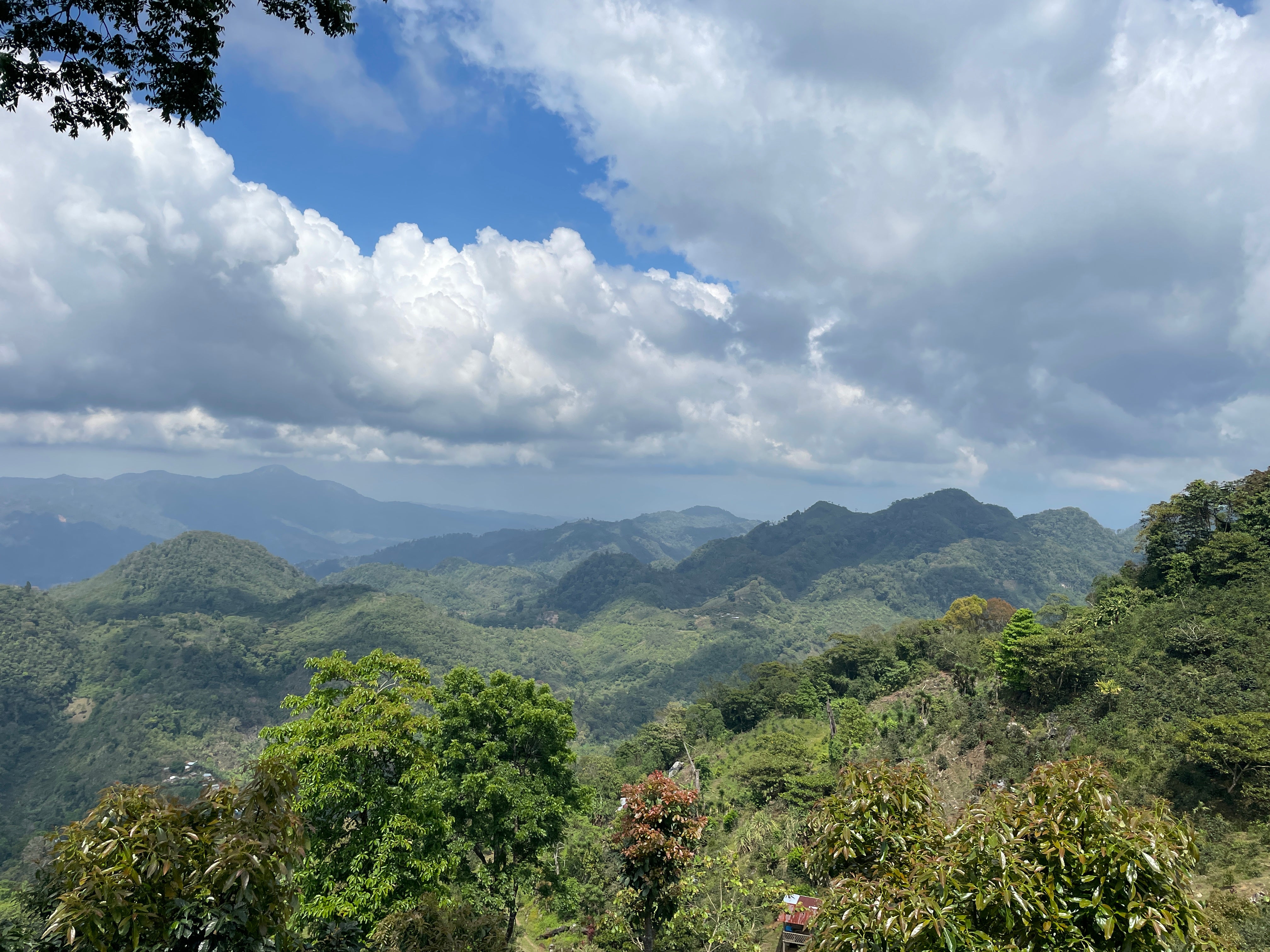 【残9㌔ SYUHARI オリジナルロット】Honduras - Juan Carlos Juárez - Geisha – Traditional Washed <3kg>