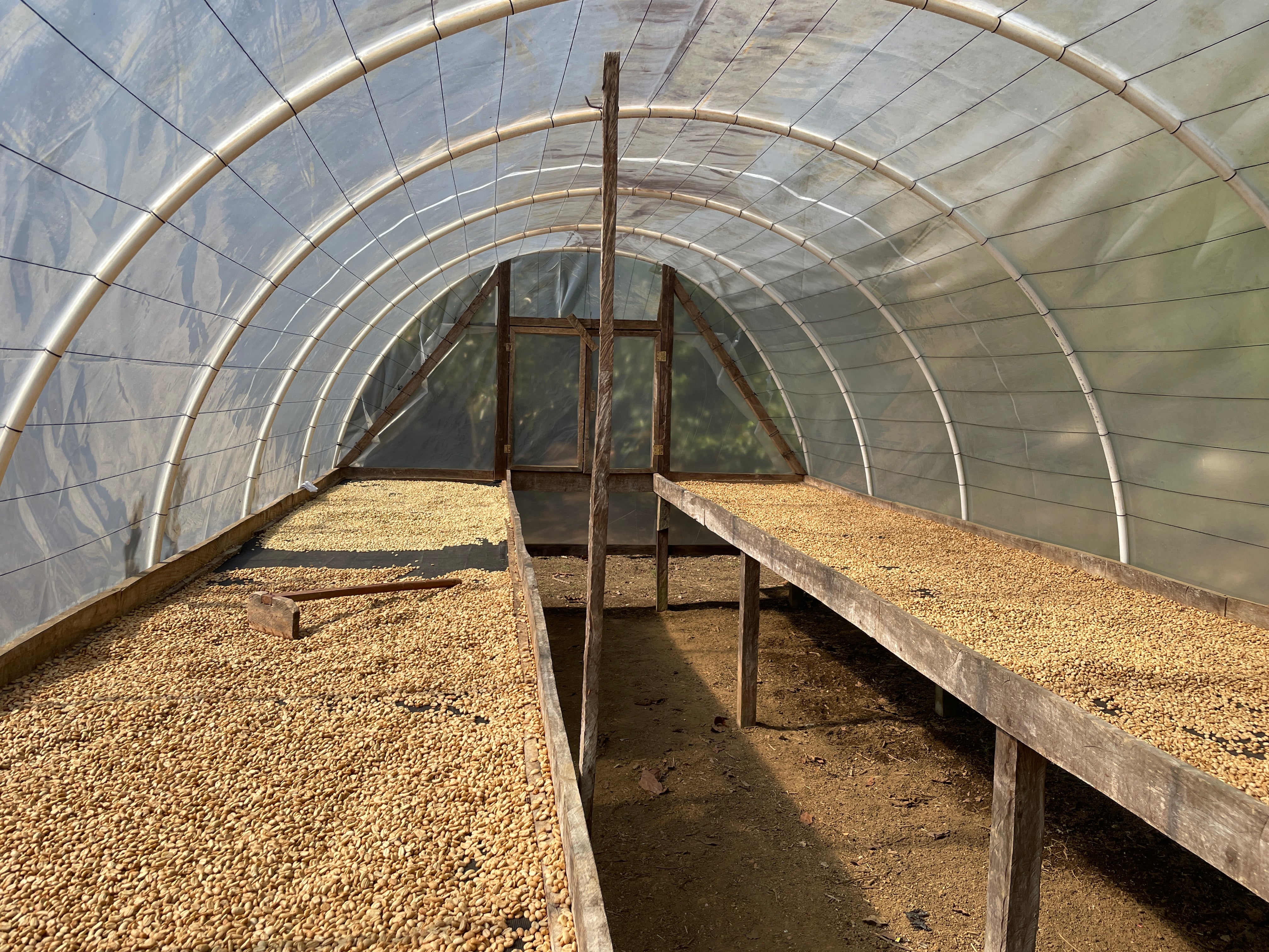 【残9㌔ SYUHARI オリジナルロット】Honduras - Juan Carlos Juárez - Geisha – Traditional Washed <3kg>