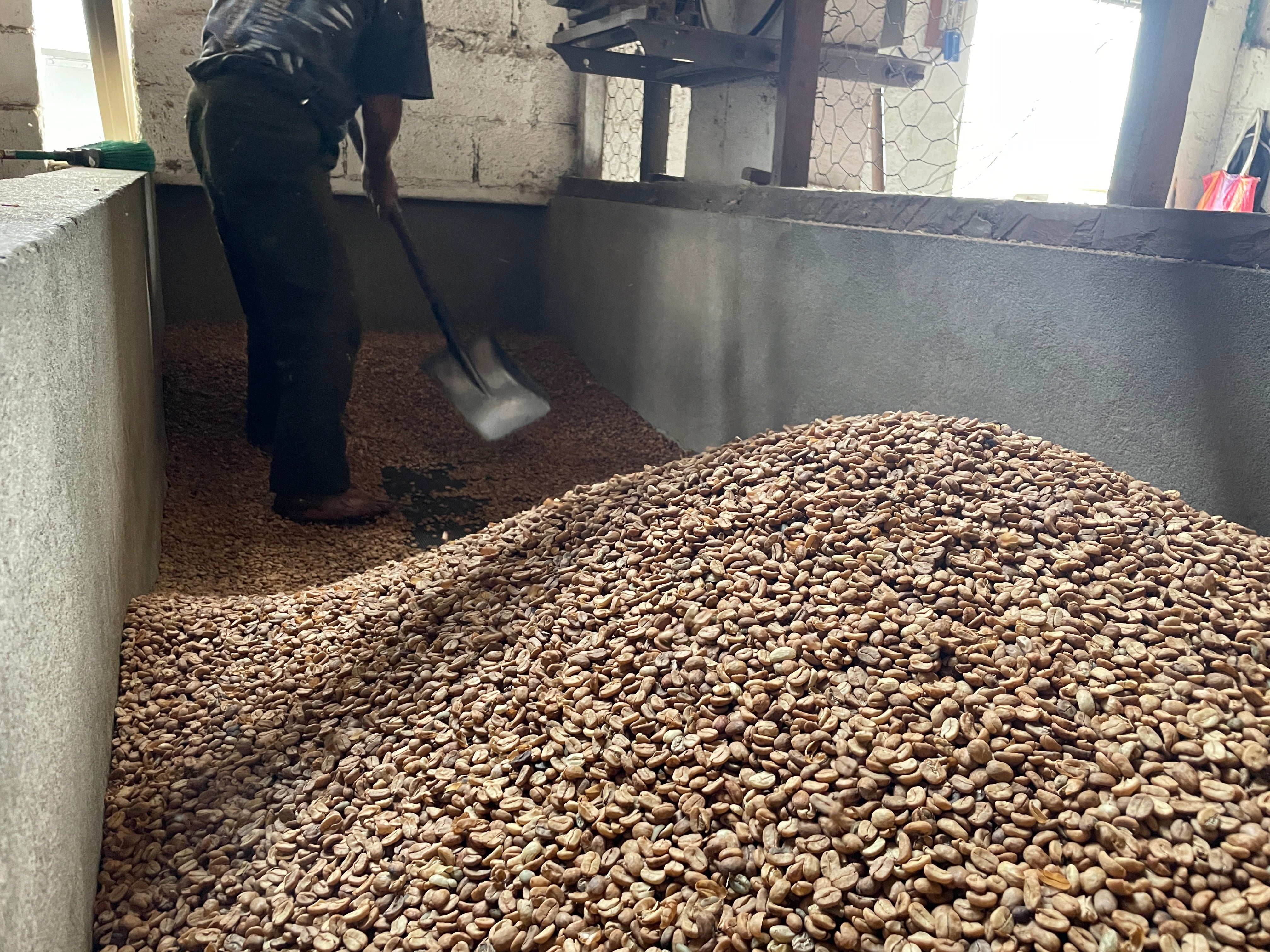 【去年も人気だったテオさんゲイシャ】Guatemala - Teodoro Engelhardt - Geisha - Fully Washed<3kg～>