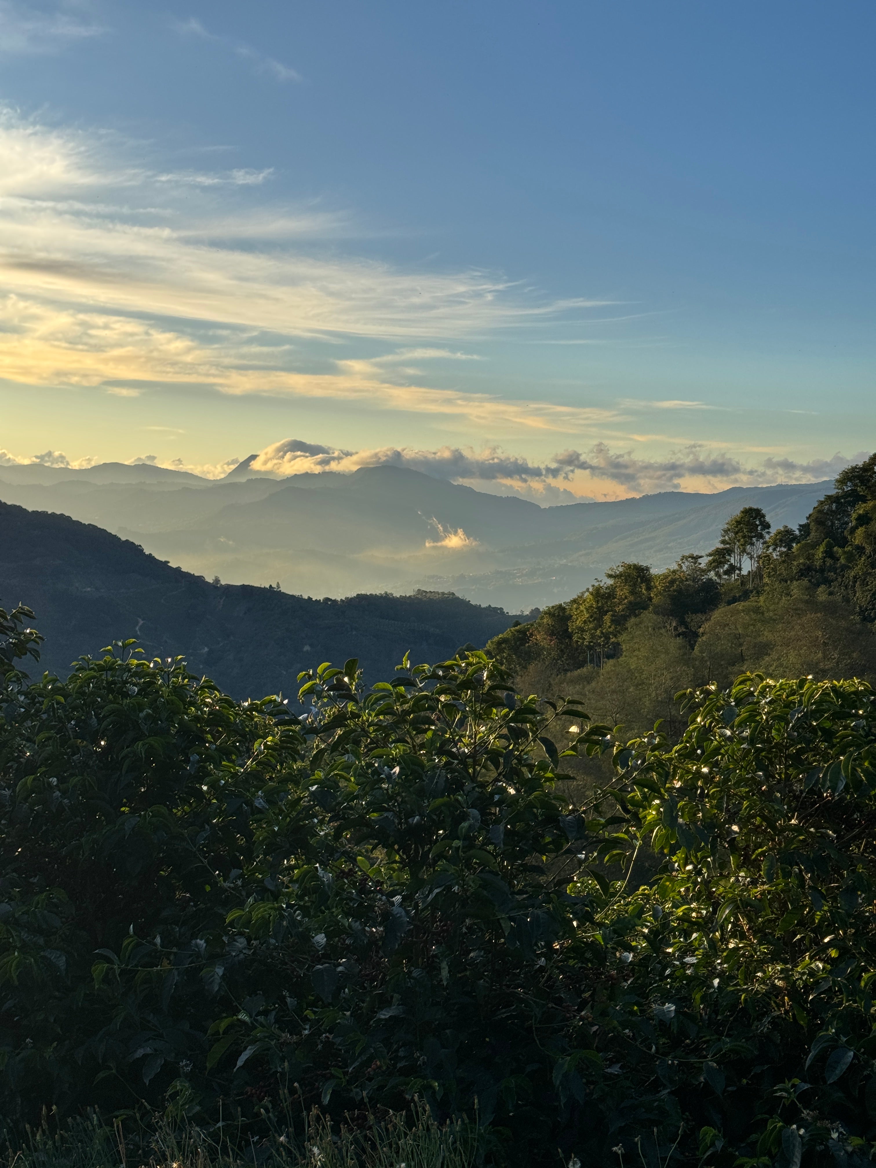 【今期初取り扱い品種 H3】Costa Rica - Emmanuel Solis – Las Margaritas 26 - H3 - Honey<3kg～>