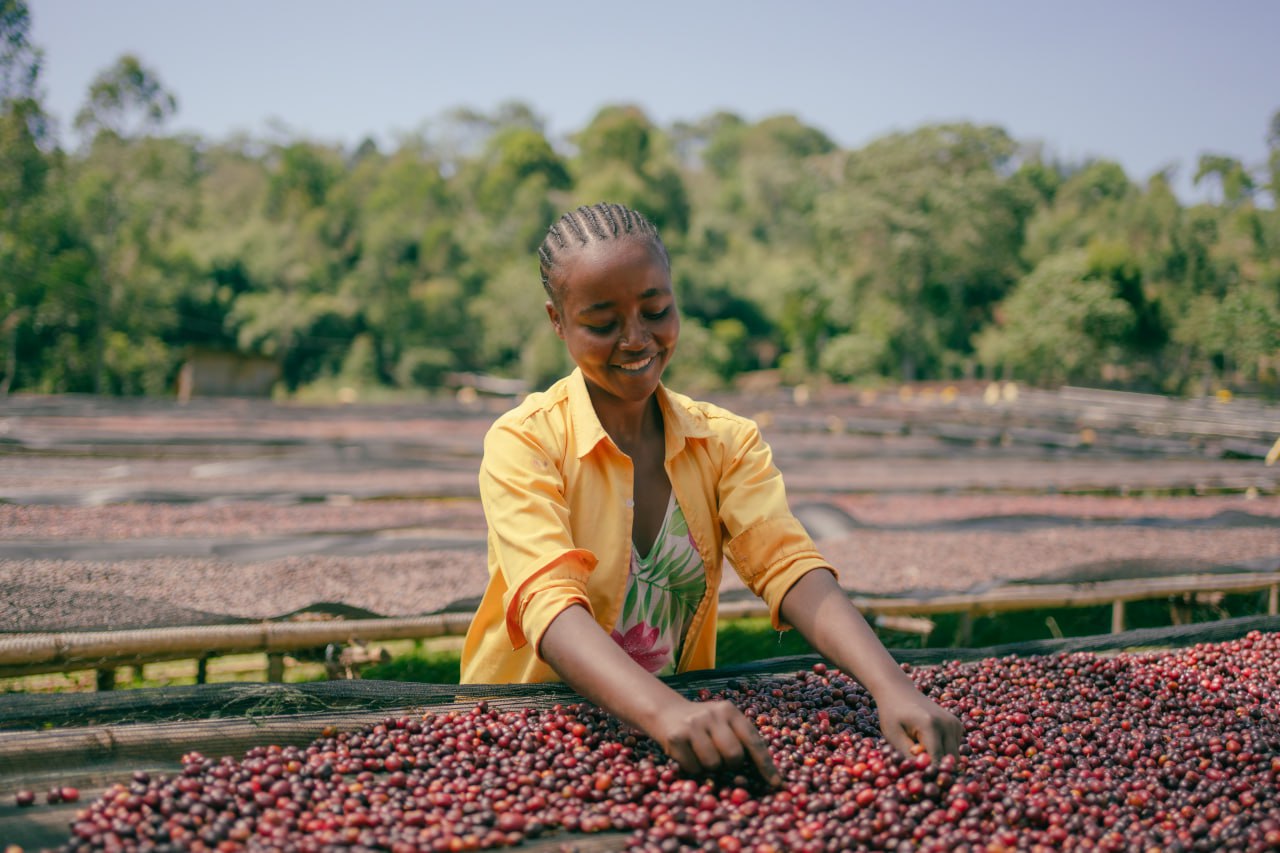 Coming Soon【濃縮果実のナチュラル】Ethiopia – Guji - Jigesa – G1 – Natural (6kg～)