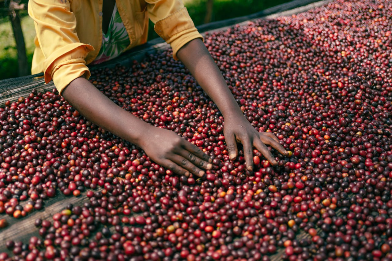 Coming Soon【濃縮果実のナチュラル】Ethiopia – Guji - Jigesa – G1 – Natural (6kg～)