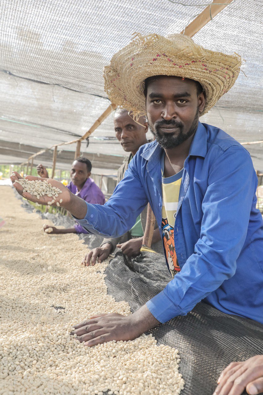 Coming Soon【SYU・HA・RI 初登場のオリジン】Ethiopia – Guji - Mulish – G1 – Premium Washed (6kg～)