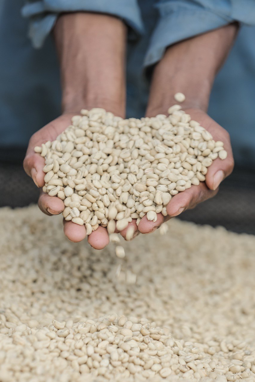 Coming Soon【SYU・HA・RI 初登場のオリジン】Ethiopia – Guji - Mulish – G1 – Premium Washed (6kg～)