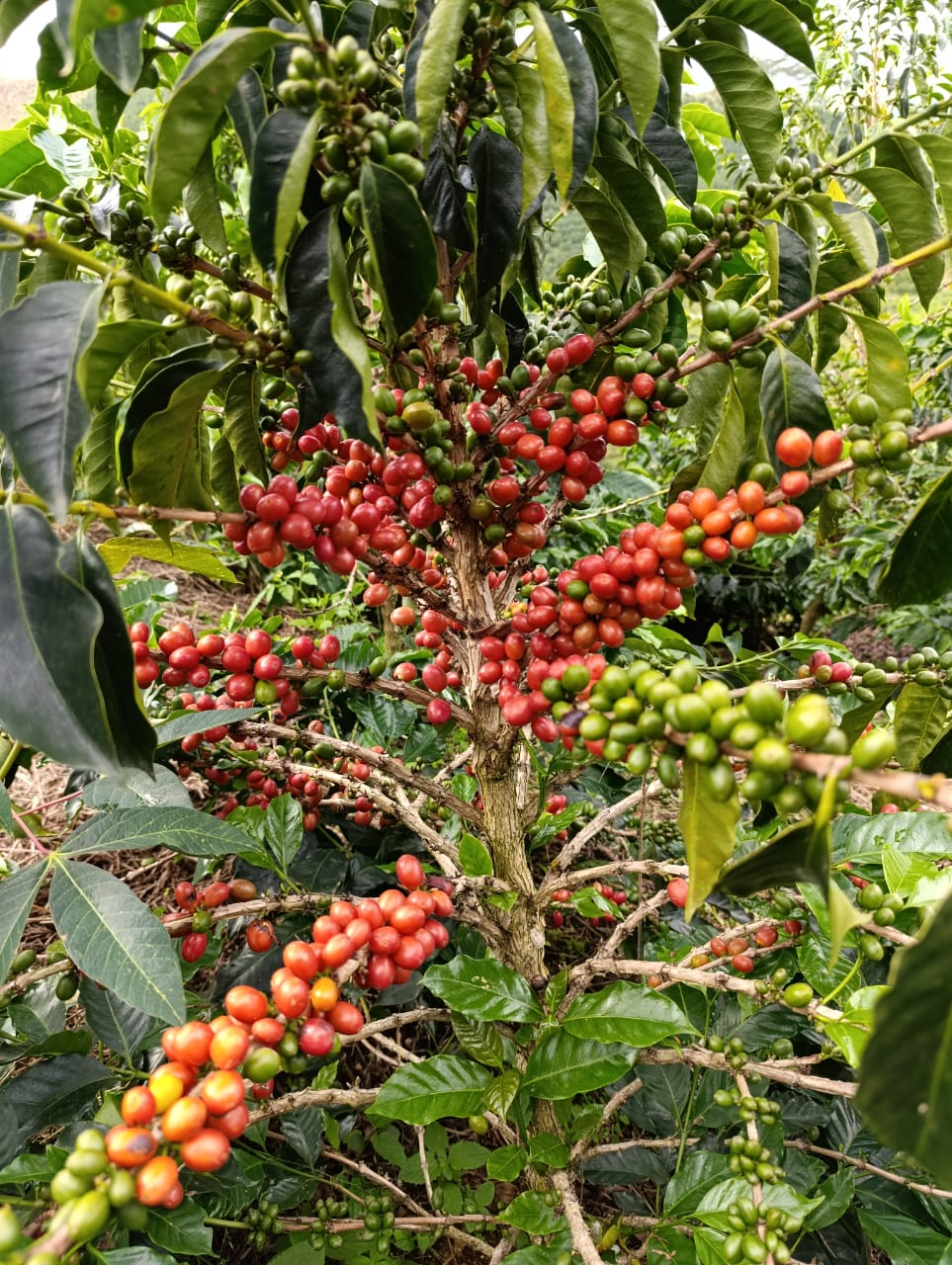 【毎日飲みたいColombia】Colombia - Neider Criollo - Colombia - Fully Washed<6kg～>