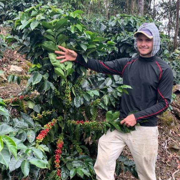 【去年も大人気だったティピカナチュラル】Costa Rica - Diego Armando Madrigal – Los Madrigal - Typica - Natural<3kg～>