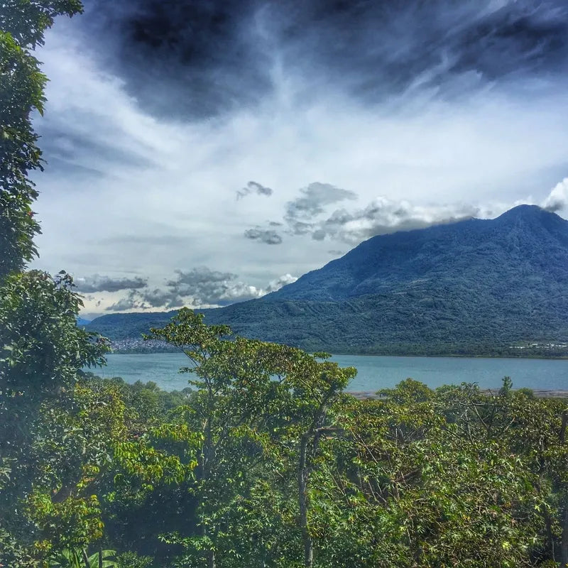【NEW】Guatemala - Javier Cabrera - Geisha - Fully Washed<3kg~>