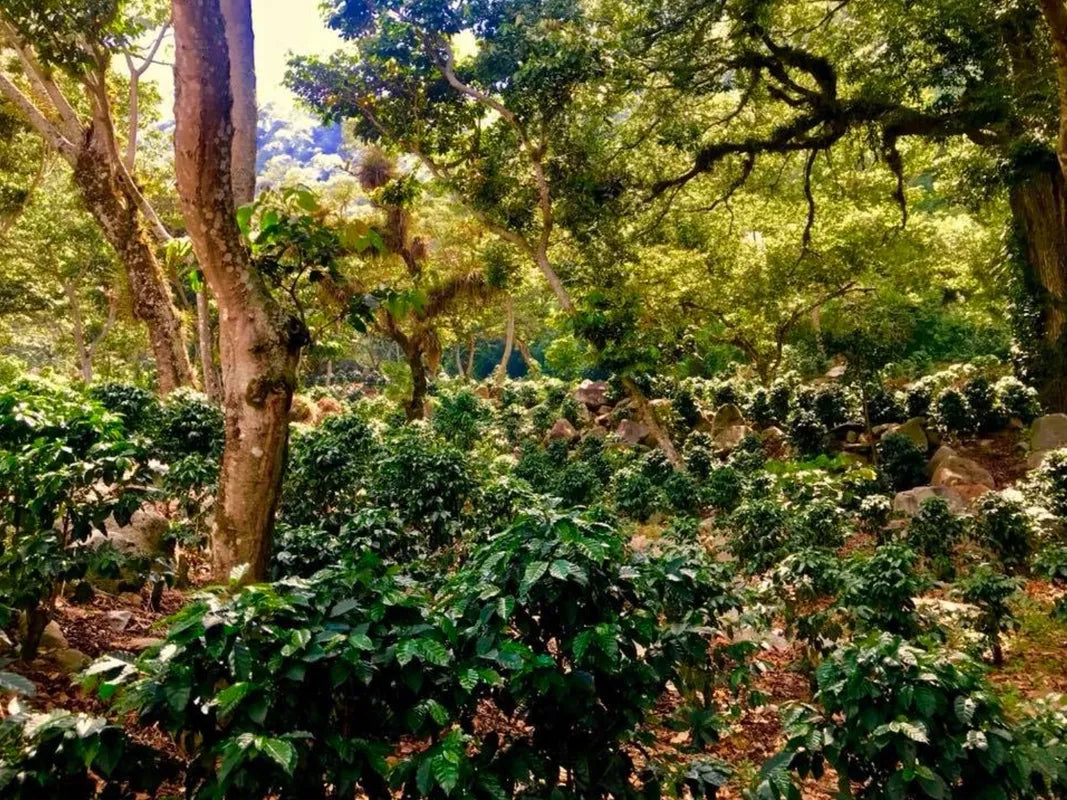 【NEW】Guatemala - Javier Cabrera - Geisha - Fully Washed<3kg~>
