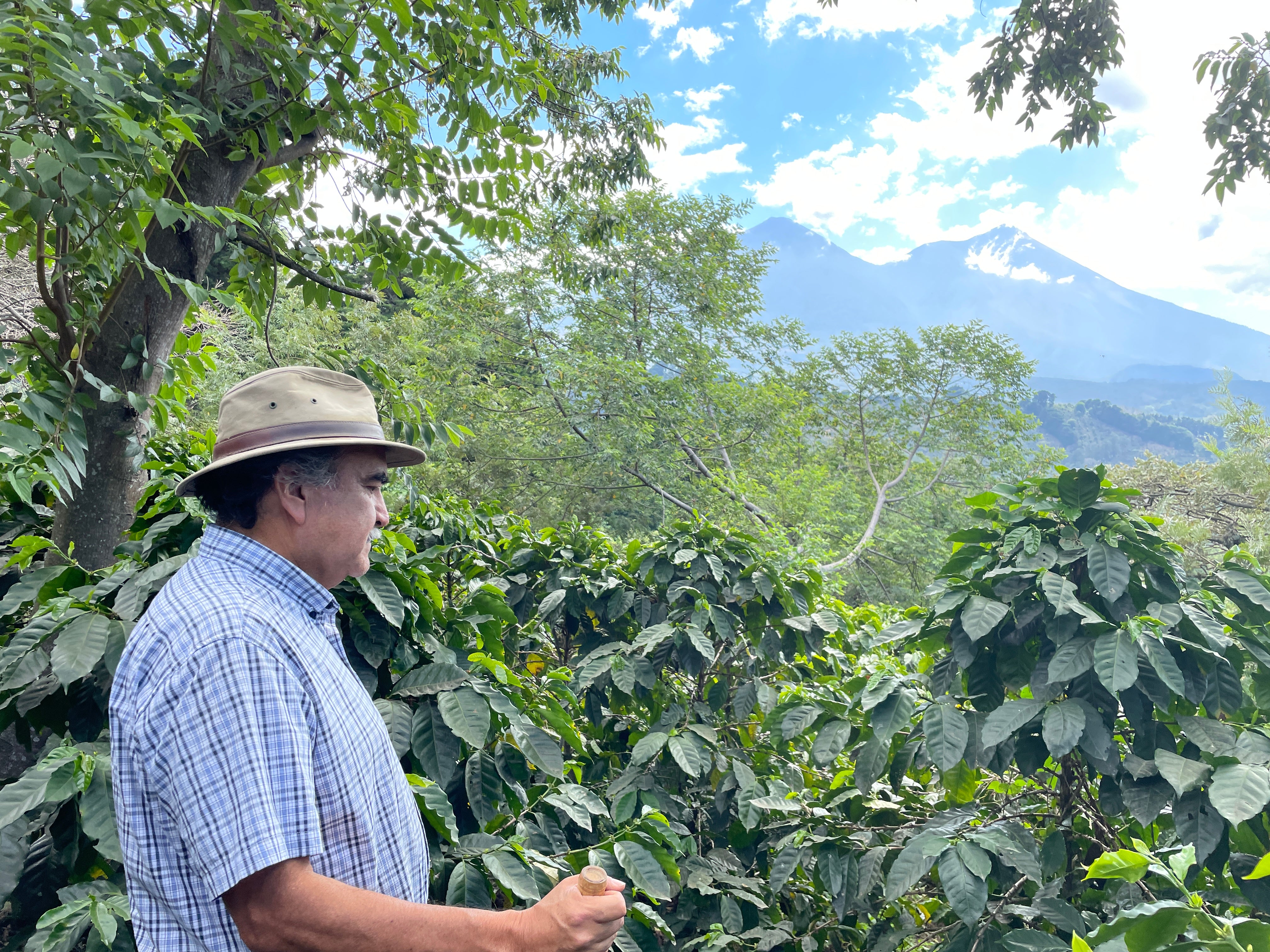 【LAST2kgシュハリのフラッグシップ農園】Guatemala - Henio Perez Family - Geisha - Lot148 - Fully Washed<3kg>