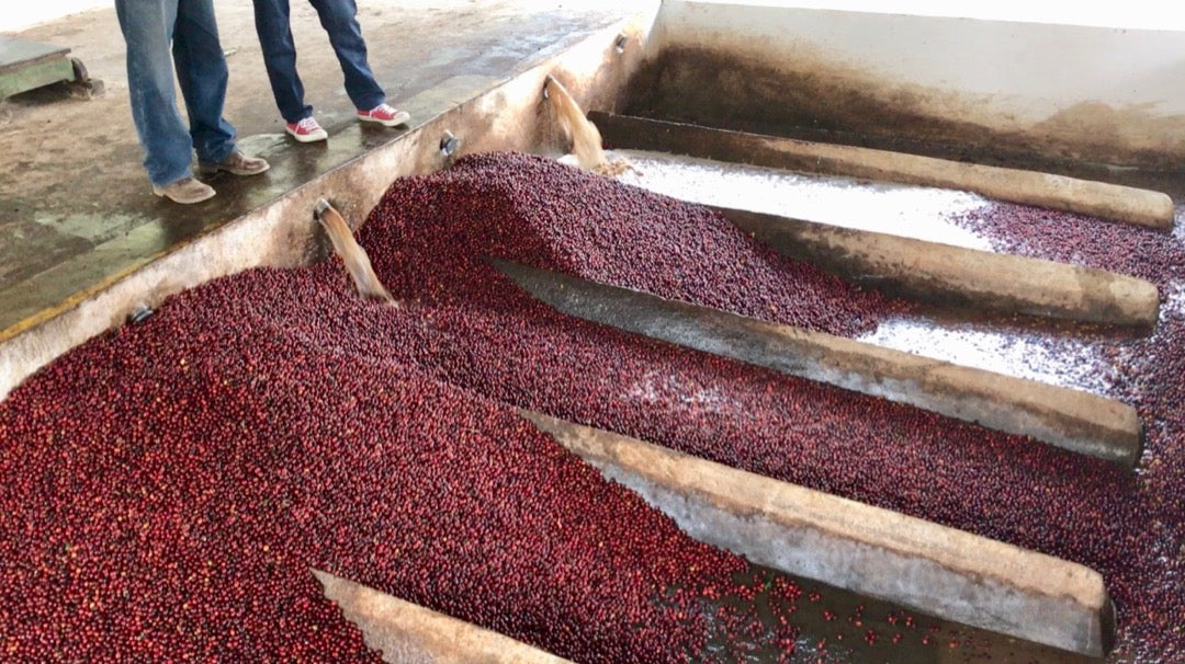 【LAST2kgシュハリのフラッグシップ農園】Guatemala - Henio Perez Family - Geisha - Lot148 - Fully Washed<3kg>